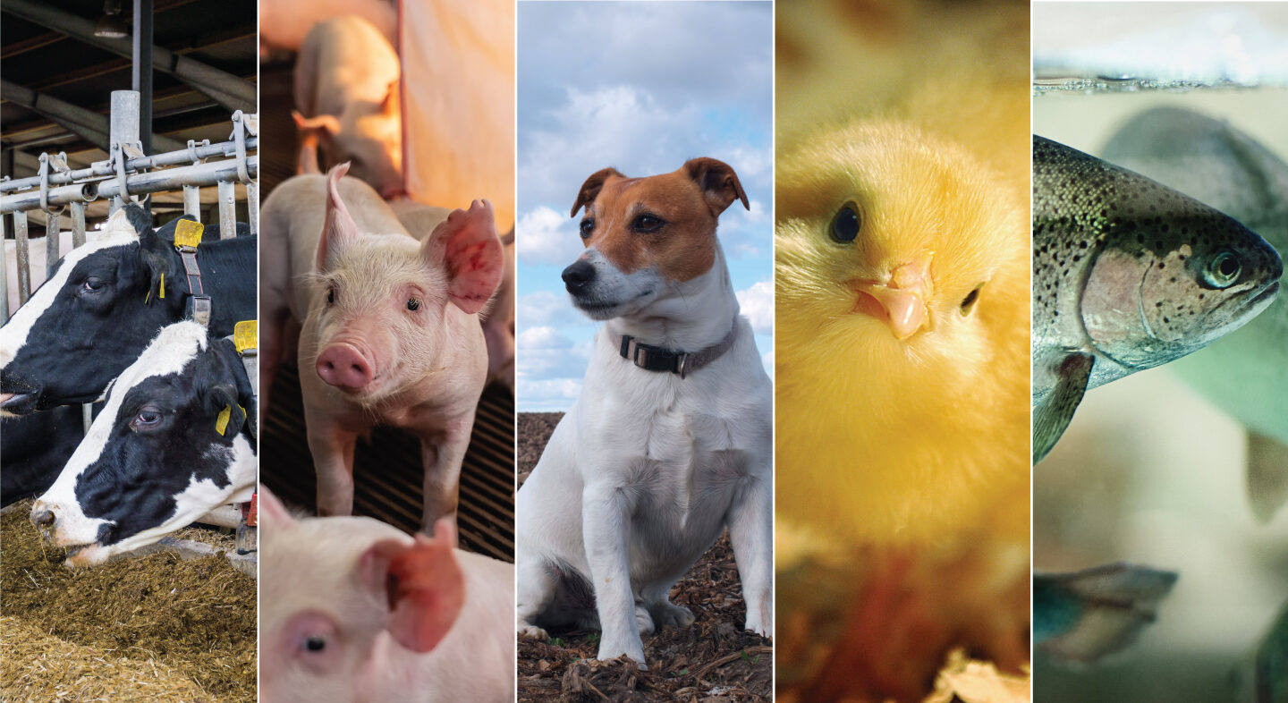 Astaxanthin manufacturer Astaxanthin manufacturer